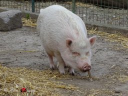 Ostersonntagspaziergang durch den Böhmischen Prater